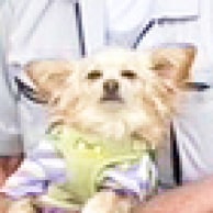 看板犬モコ